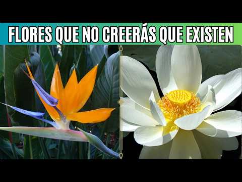 🌸The 10 Most Beautiful Flowers in the World!