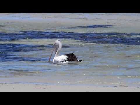 2019.12.22 Pelican at Jawbone Marine Sanctuary 1080p