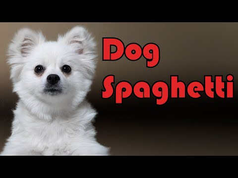 Dog Spaghetti - #JFF48 #JFF JacksFilms 48 Hour Festival Submission