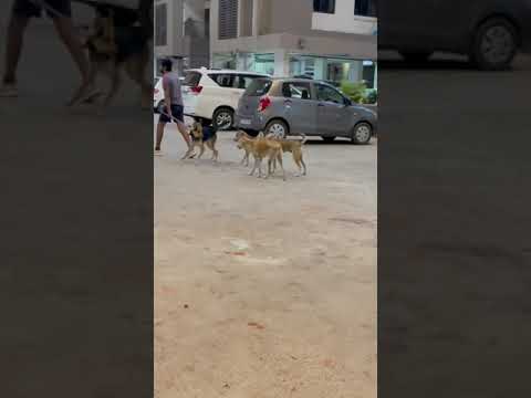 Street Dog play with German Shepherd