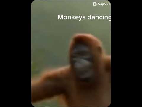 Dancing Monkey!!!! #monkeys #funny #dancing