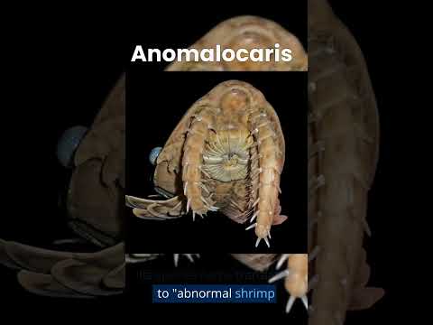 Anomalocaris