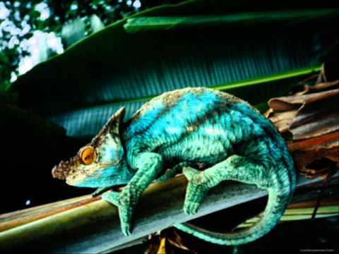 Herbie Hancock - Chameleon (WARNING: graphic)