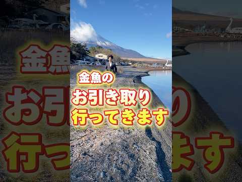 金魚のお引き取りへ行ってきました！らんちゅうやオランダそして不要になった用品もお引き取りしました！日本中どこでも行きますので飼育でお困りの方是非ご相談ください！#金魚#金魚引き取り#動物保護#長野県