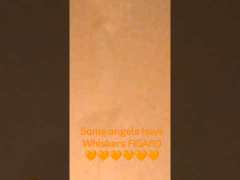 Figaro 🧡🐾🧡🐾🧡🐾🧡🐾🧡🐾🧡 #cats #petloss #memorial #love