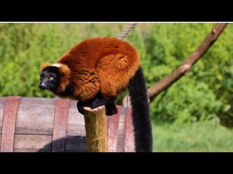 Amazing Indian Animals 