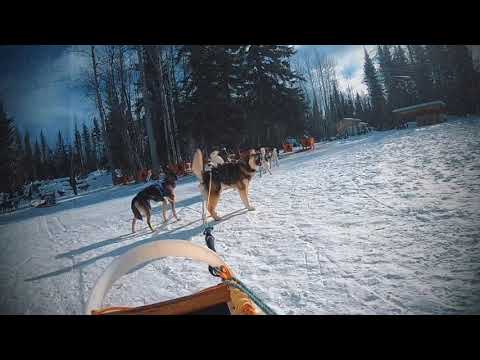 First time Dog Sledding in Fairbanks ( นั้งหมาลากเลื่อนที่แฟร์แบงค์ ครั้งแรก!! )