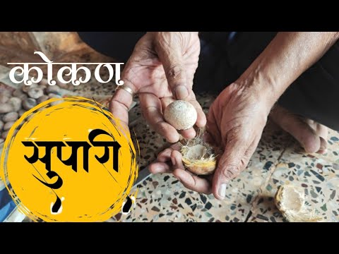 Supari || Areca Nut Extraction || सुपारी कशी फोडतात || कोकण || Kokan