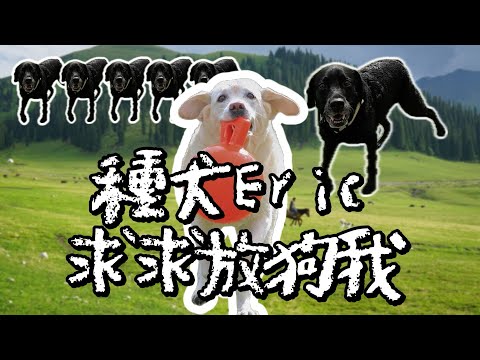 「退役導盲犬Oki」種犬Eric求求你放過12歲的Oki阿姨