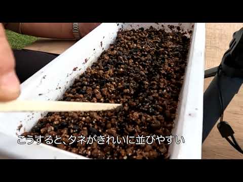 ｺﾏﾂﾅ種まき・覆土