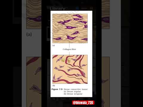 Dense Regular and Dense Irregular Connective Tissue #neet #biology #science #ncert #shorts #trending