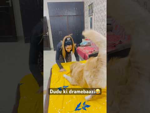 Dudu ki dramebaazi😂 #dailyvlog #comedy #funny #dudu #goldenretriever #funnyshorts #fyp #viral #love