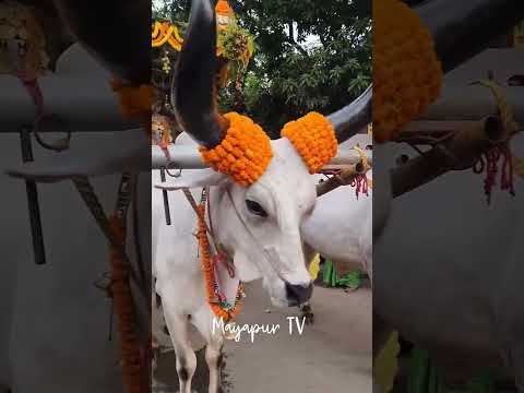 Sri Sri Laxmi Nrisimha Procession Sri Dham Mayapur