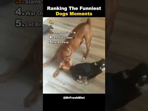 Ranking The Funniest Dogs Moments!