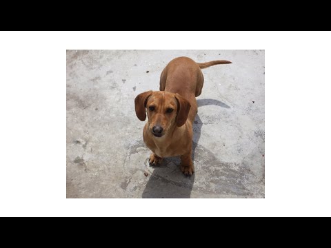 Kids giving treats to Dachshund and her brother