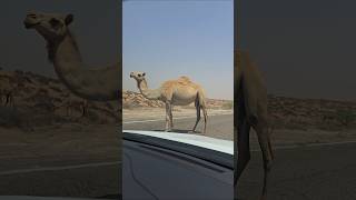 Wild Camels just a few minutes away from Dubai