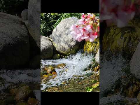 Cherry Blossoms at Balboa Park #sakura #cherryblossom #cherryblossoms #familytime #sandiego sandi