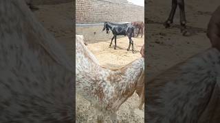 Profit from the Goats #beautifullgoats #qurbanigoats #biggestbeetalgoats #bakrifarming #beetalgoat