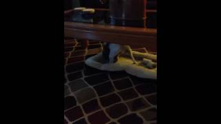Thunder jacket for dogs