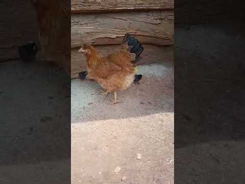 Free range mother hen
