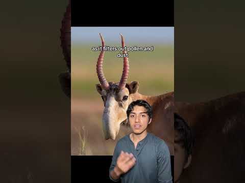 The Ice Age Survivors #animals #prehistoric #nature