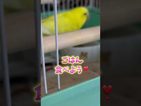 産卵期終わって良かった〜☺️ #セキセイインコ  #小夏 #産卵期