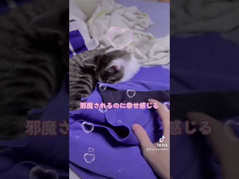 洗濯物を畳んでる時に邪魔させる幸せは飼主特権💞🐾