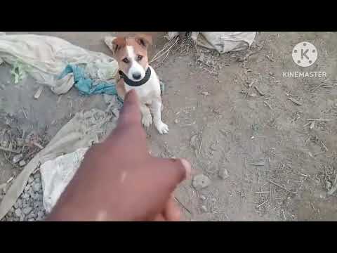 Mera kutta
