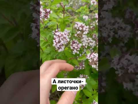 Душица или Орегано