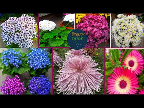 Winter Flowers Bloom In My Terrace Garden/Winter Garden Season 3/Terrace Flower Garden -Trendy Orion
