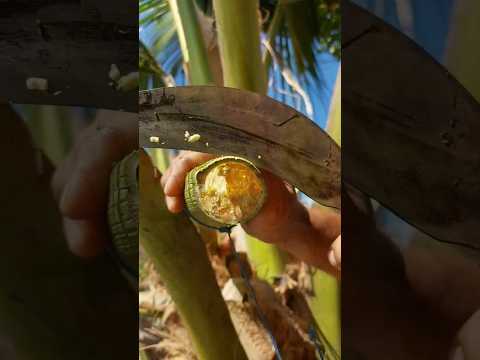 Pure tuba (coconut wine) #coconutwine #tuba #buhayprobinsya #shorts #babanamkevalam