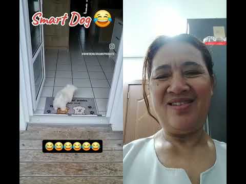 welltrained doggie #dogsmart #pets #funnydog