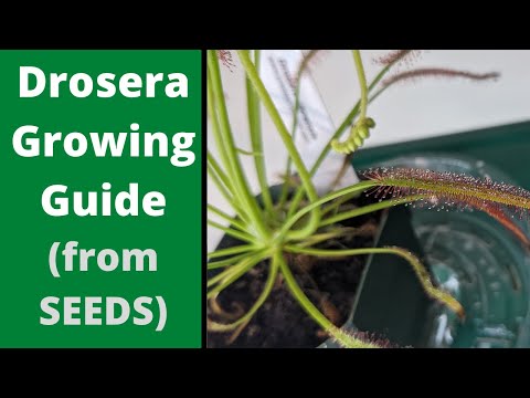 How to Grow Sundews from Seeds 🌱 - A Complete Growing and Care Guide for Beginners