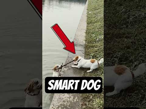 Smartest Dog Ever Saves His Brother from River #rescueefforts #animals