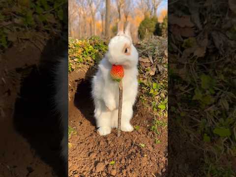 Strawberry Temptation: Baby Bunny Reaches for a Treat! #trending #cute #rabbit #shorts