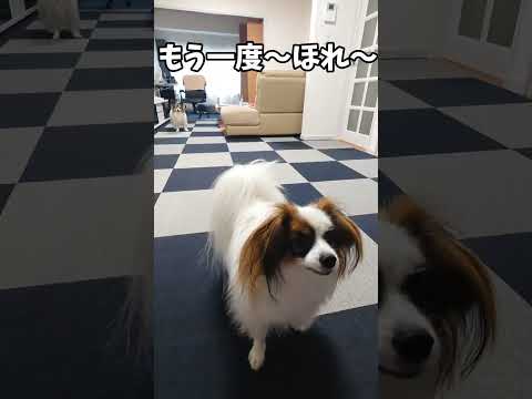 投げたふりで楽しむ犬