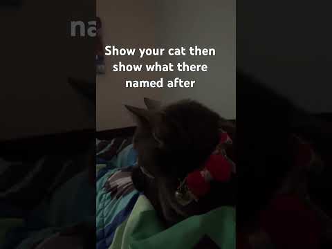 Show your cat ❤️