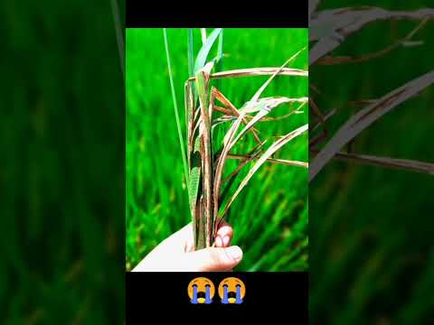 #reels #statusvideo #funny #reels #reelsinstagram #instagram #funnyvideo #fun #funnyvideo