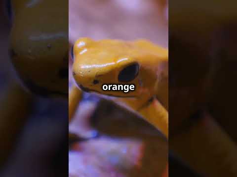 Unique facts about endangered amphibians!