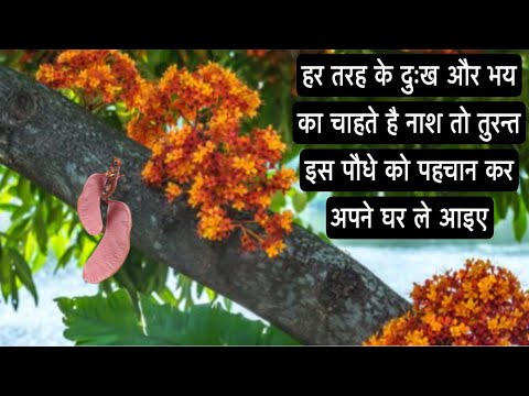 हर तरह के दुख और भय का चाहते है नाश तो इस पौधे को पहचान कर तुरन्त अपने घर ले आइए|