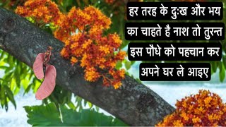 हर तरह के दुख और भय का चाहते है नाश तो इस पौधे को पहचान कर तुरन्त अपने घर ले आइए|