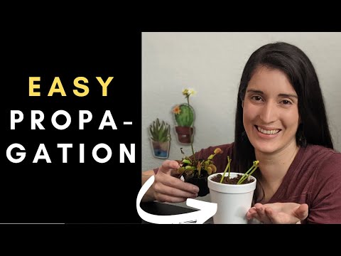 Step-by-Step Guide to Venus Flytrap Flower Stalk Propagation 🌱 (under 7 minutes!)
