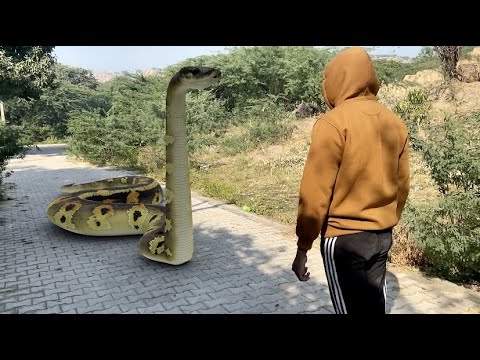 Anaconda Snake In Real Life HD Video