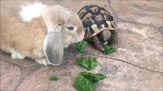 World's hardest try not to ooh challenge HD 03-02-2018
