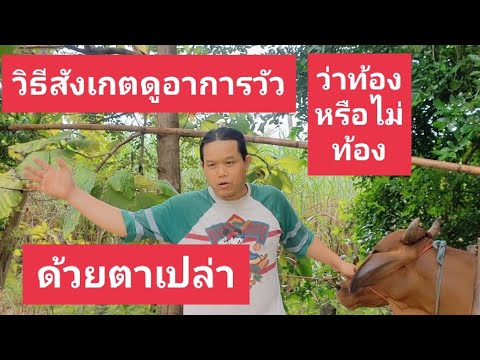 จุดสังเกตดูวัวท้องหรือไม่ท้อง - อาชีพสร้างรายได้Channel