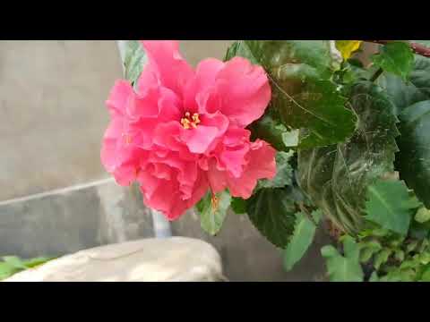 Hay doston yah dekhiae gudhal Ka Phool Hai