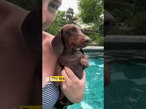 5 Signs Your #dachshund loves you #shorts #funfacts
