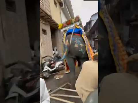 जगन्नाथ रथयात्रा के दौरान हाथी? ||Elephant during Jagannath Rathyatra? #shorts #facts #short