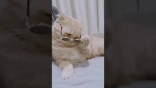 #catshort #catshortvideo #catshortfilm #catshortvideosfunny #catshortlegs #catsh