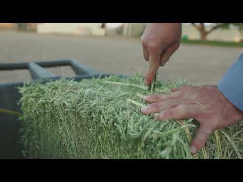 Standlee Compressed Bales
